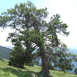 Pinus montana uncinata